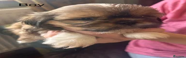 Shih Tzu 1