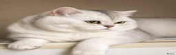 British Shorthair cats for stud: Superb quality NS12 for stud duties ONLY - Advert 7