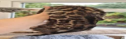 Bengal cats for sale: AVAILABLE NOW Beautiful TICA registered Bengals  - Advert 6