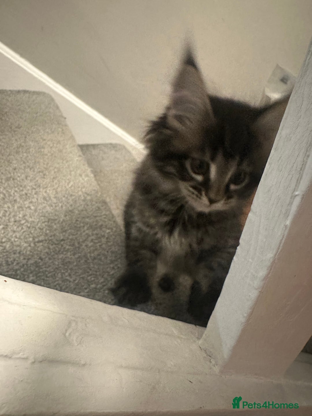 Maine Coon cats for sale: 3 Maine coon kittens  - Advert 2