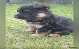 German Shepherd dogs for sale: beautiful long haired working german shepards - Image 4