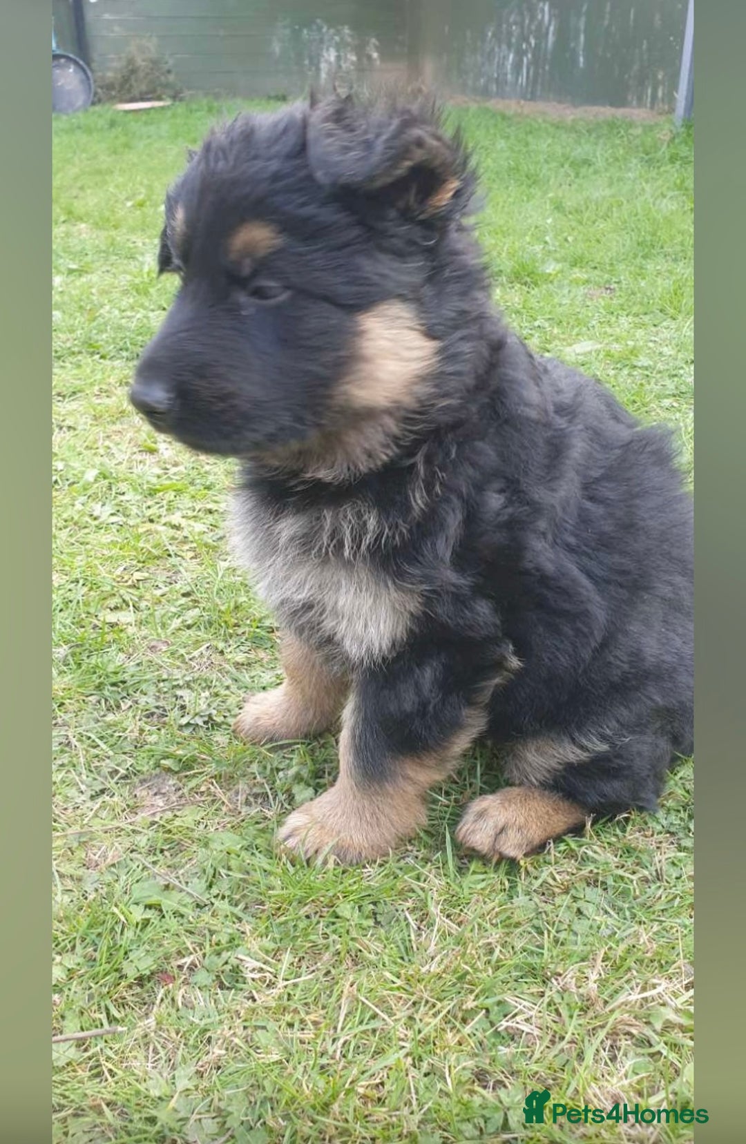 German Shepherd dogs for sale: beautiful long haired working german shepards - Image 4