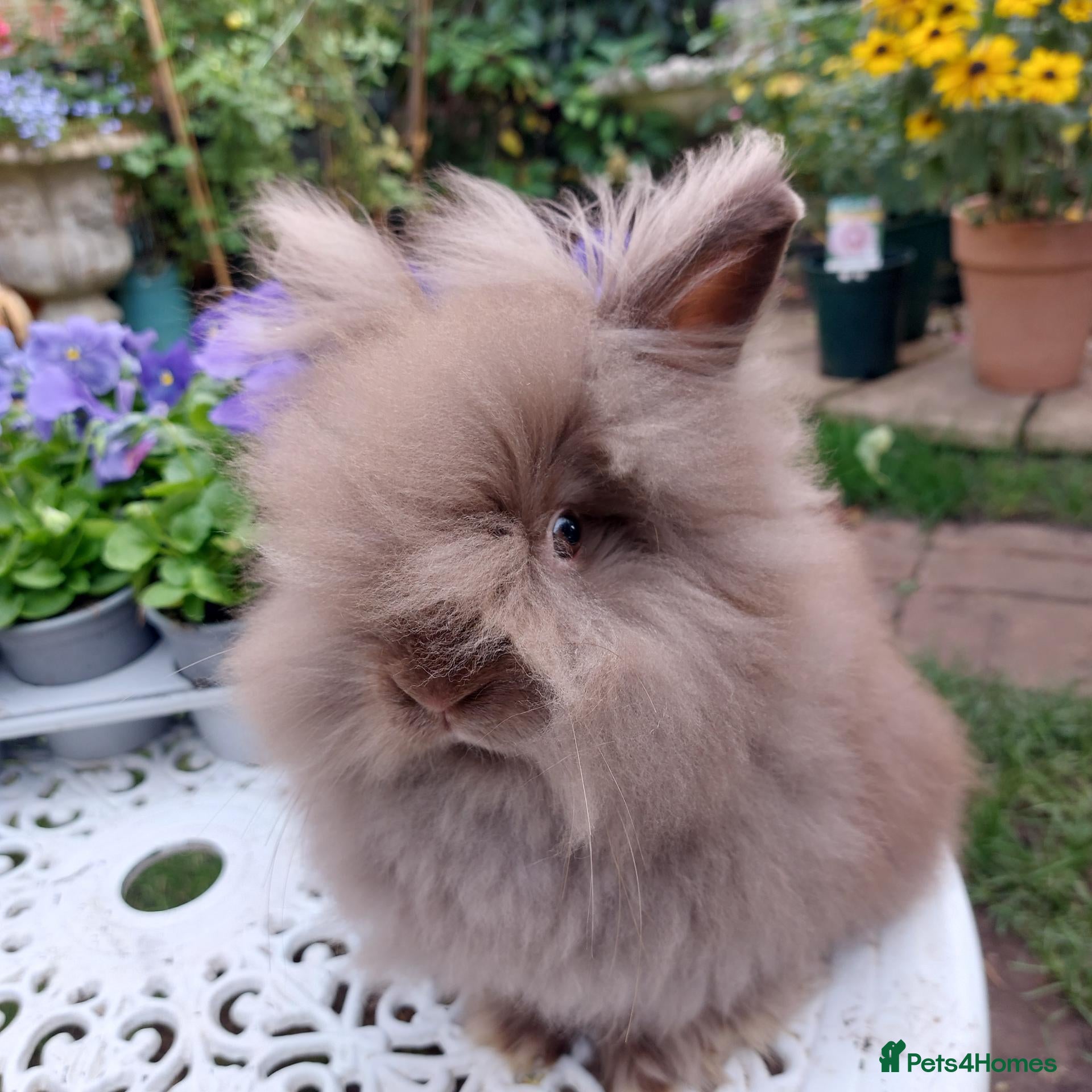 Lionhead rabbits PUREBRED DOUBLE/TEDDY LION HEAD BABIES  - Advert 2