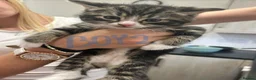 Norwegian Forest Cat cats for sale: Three beautiful kittens-ready 29. March - Advert 2