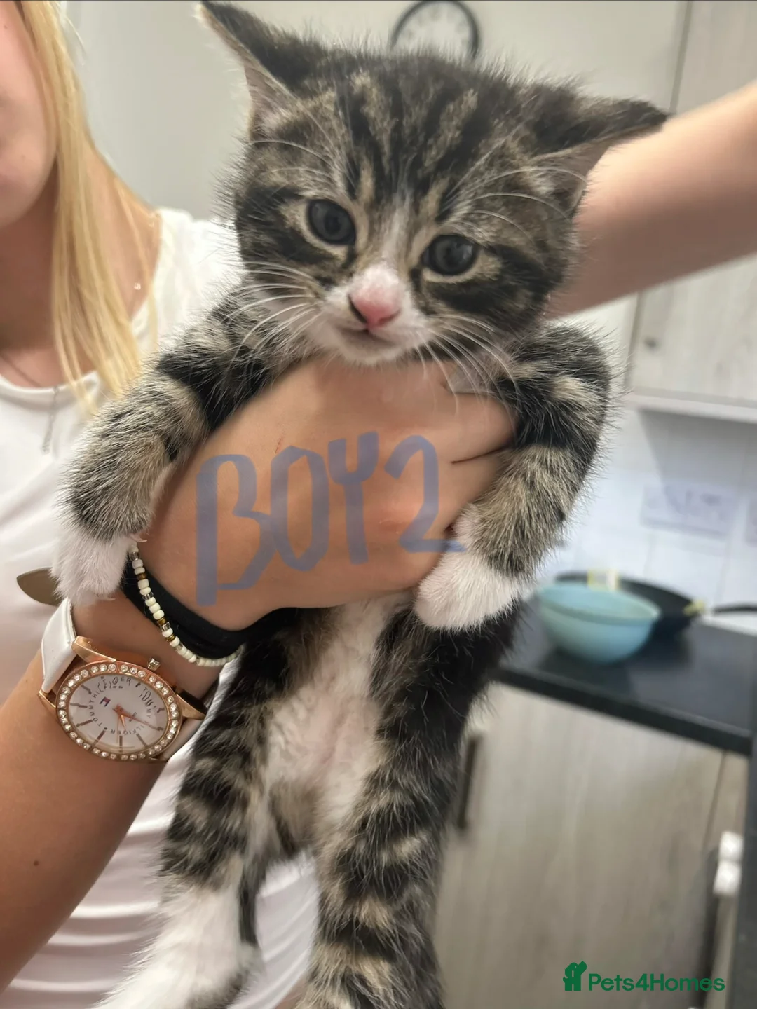Norwegian Forest Cat cats for sale: Three beautiful kittens-ready 29. March - Advert 2