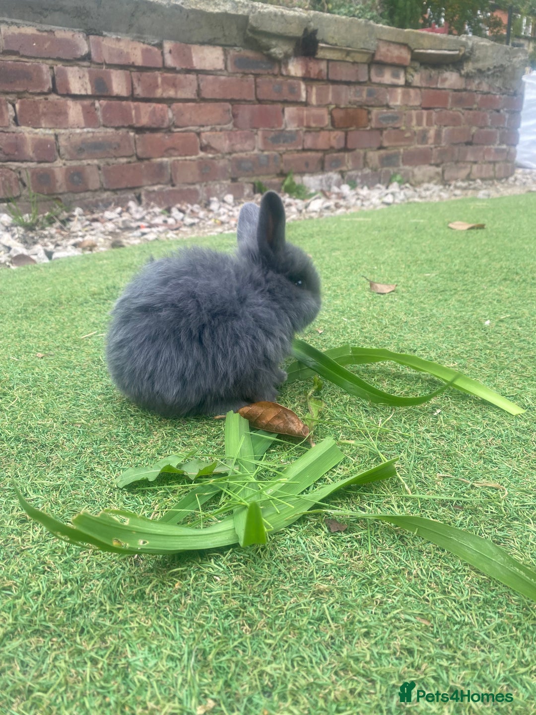 Mini Lop rabbits for sale: Beautiful mini lop bunnies 😍🐰 - Image 3