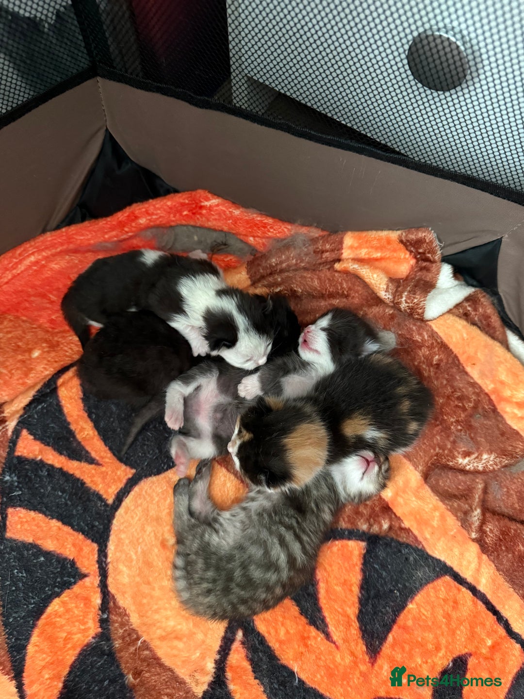 Domestic Shorthair cats for sale: 8 Bundles of joy - Image 2