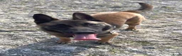 Belgian Shepherd Dog dogs for sale: Belgium Malinois - Advert 23
