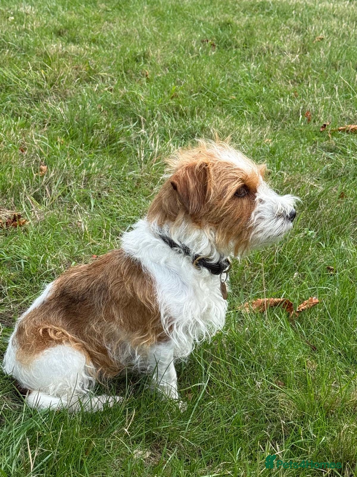 Jack Russell dogs Jack Russell - Wire Haired - Advert 1