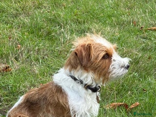 Jack Russell dogs Jack Russell - Wire Haired - Advert 1