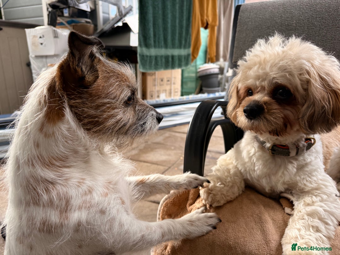 Mixed Breed dogs for sale: Stunning Jack tzu puppies. Jack Russell x Shih Tzu - Image 20