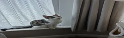Domestic Shorthair cats for sale: Loving 8-Month Male Cat (Neutered/Vaccinated) - Advert 5