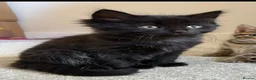 Mixed Breed cats for sale: 6x Part bengal/long haired kittens  - Advert 6