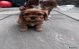 Cavalier King Charles Spaniel dogs for sale: KC registered and DNA clear cavaliers - Image 6