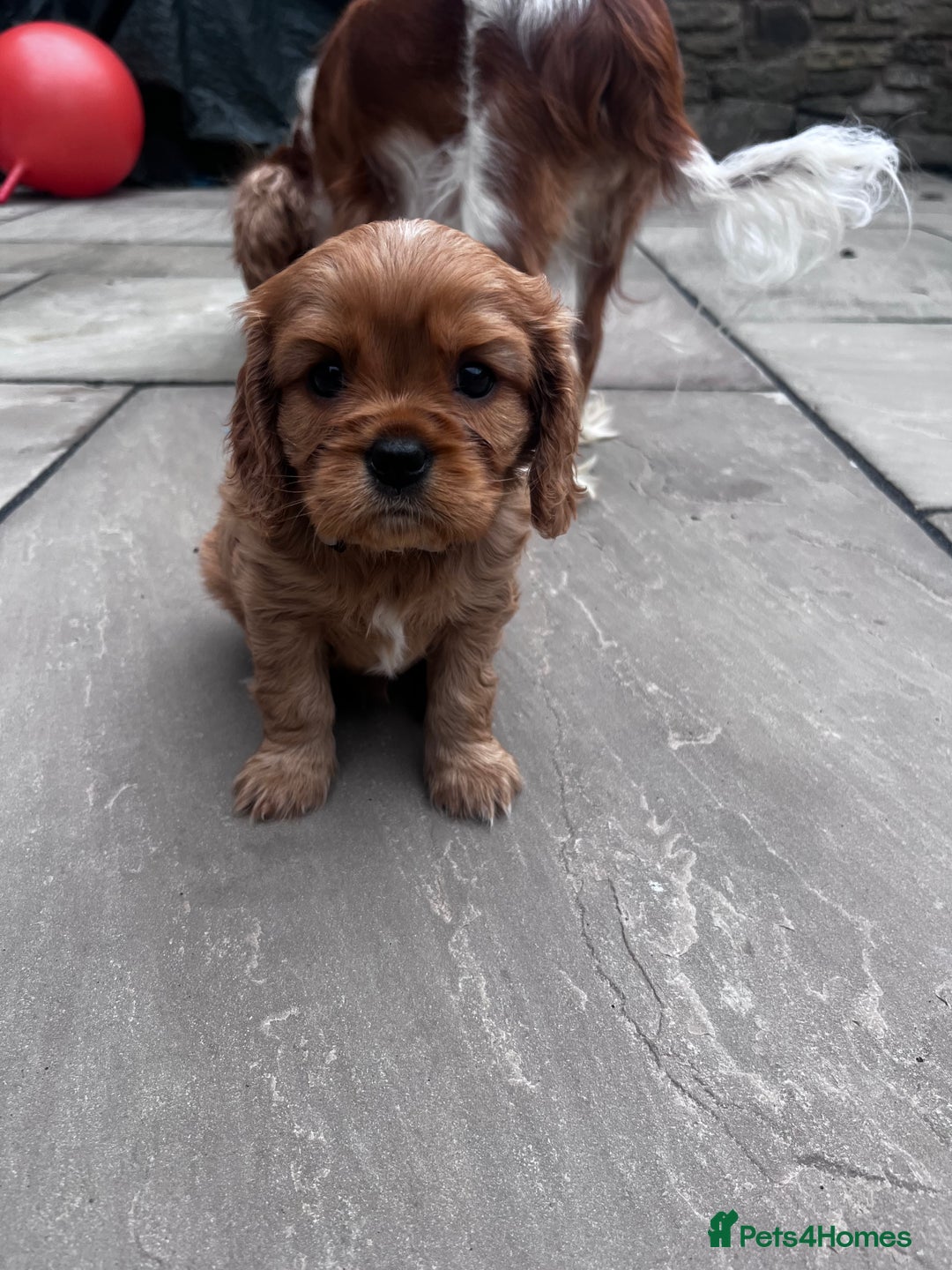 Cavalier King Charles Spaniel dogs for sale: KC registered and DNA clear cavaliers - Image 6