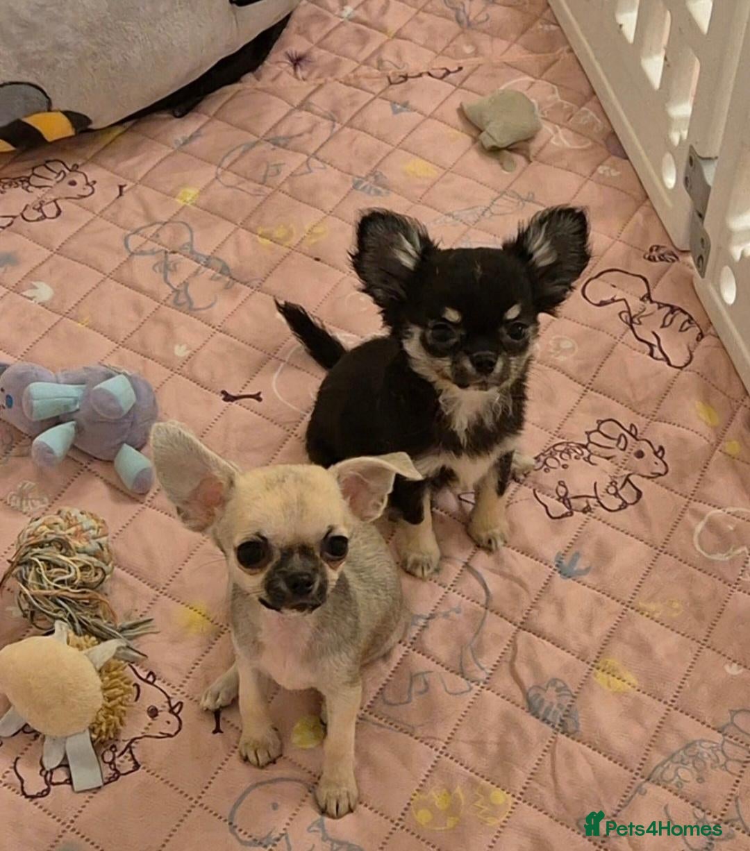 Chihuahua dogs KC Registered tiny Female puppies. - Advert 1