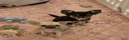 Chihuahua dogs for sale: KC Registered tiny Female puppies. - Advert 1