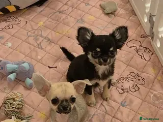Chihuahua dogs KC Registered tiny Female puppies. - Advert 1