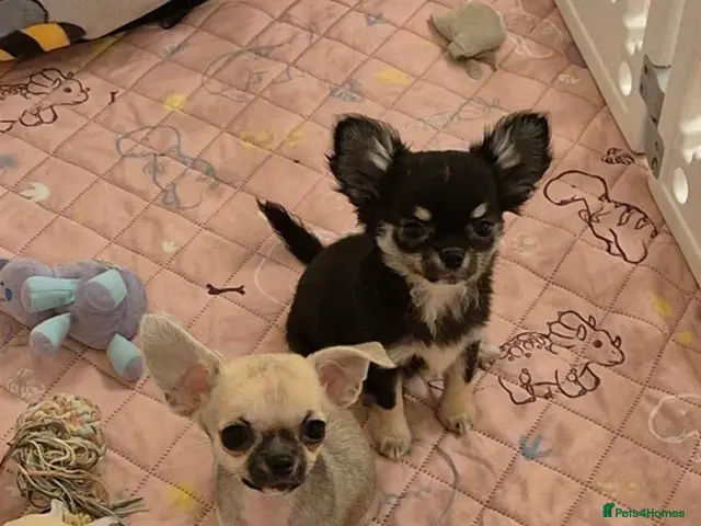 Chihuahua dogs KC Registered tiny Female puppies. - Advert 1