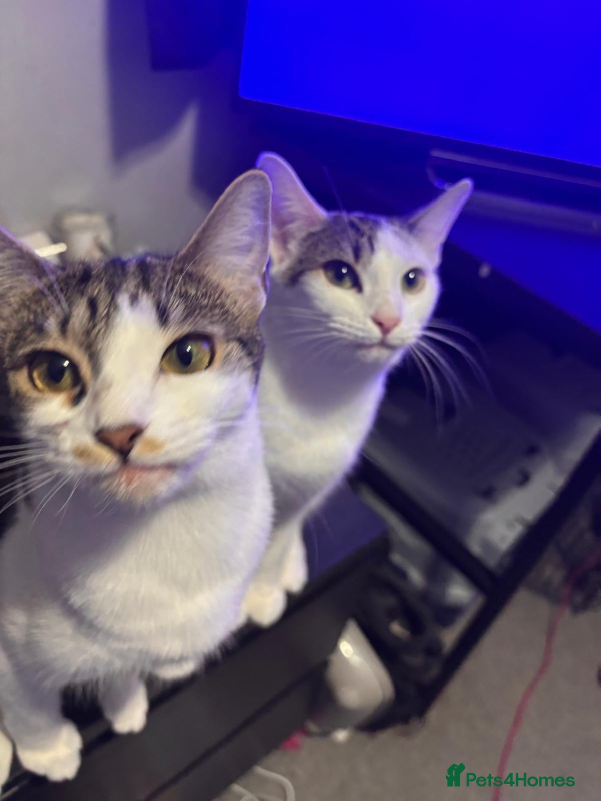 Domestic Shorthair cats Lily & Tallulah - Adopt Cats in Crisis East Ldn - Advert 9