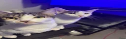 Domestic Shorthair cats for adoption: Lily & Tallulah - Adopt Cats in Crisis East Ldn - Advert 1
