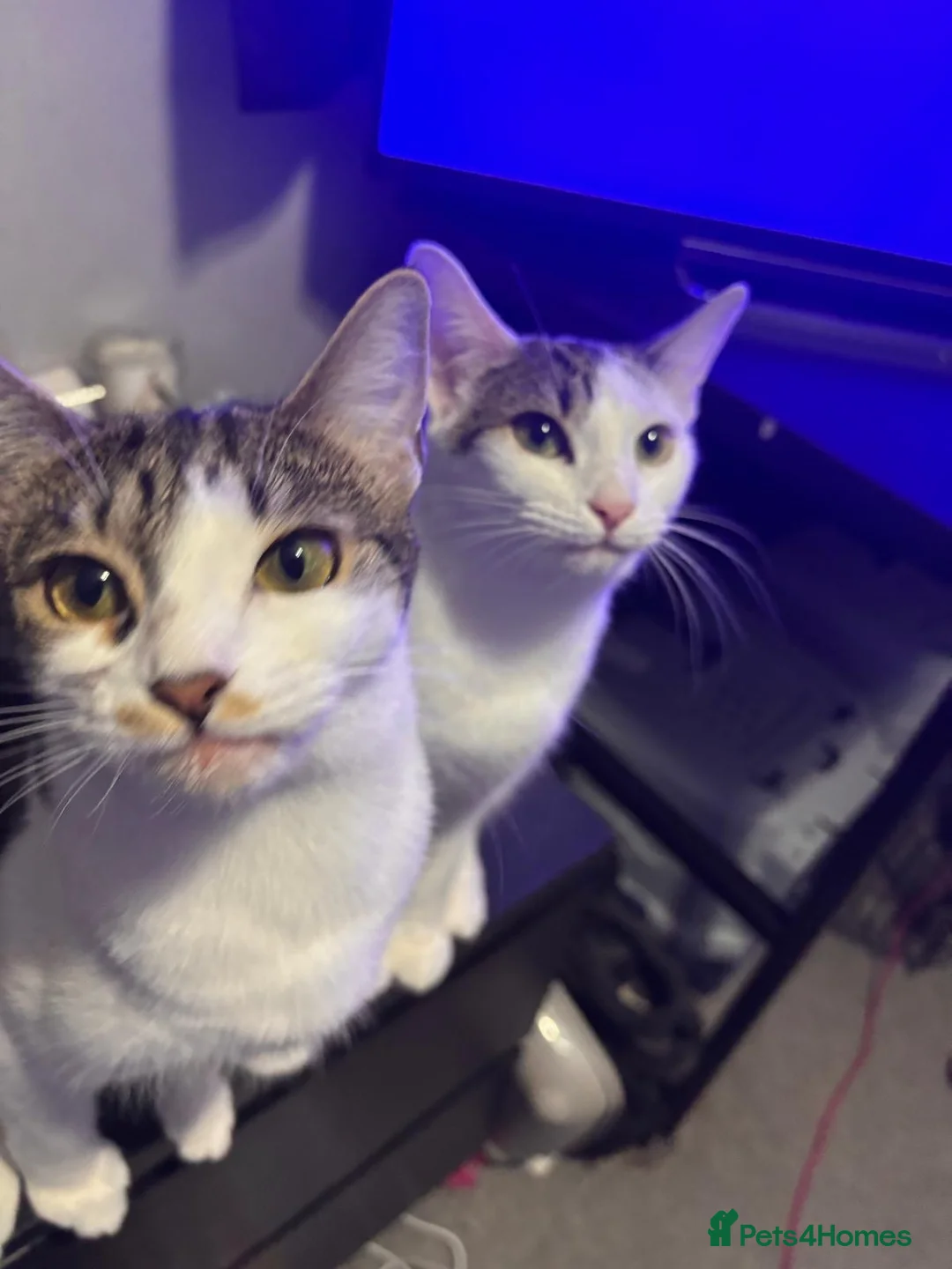 Domestic Shorthair cats for adoption: Lily & Tallulah - Adopt Cats in Crisis East Ldn - Advert 1