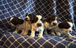 Cockapoo dogs for sale: Cockapoo puppies ready to be reserved  - Image 7