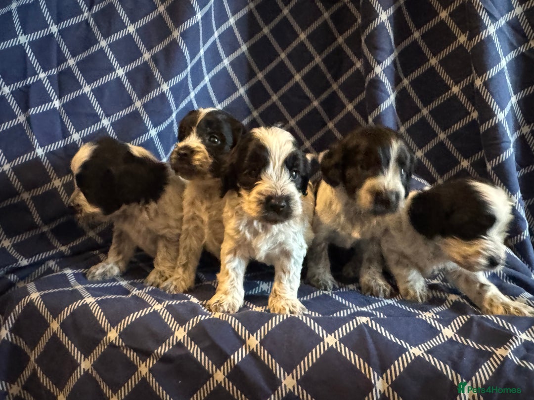 Cockapoo dogs for sale: Cockapoo puppies ready to be reserved  - Image 7