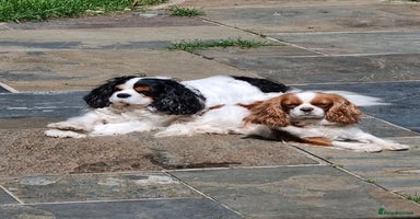 Cavalier King Charles Spaniel dogs - Advert 10