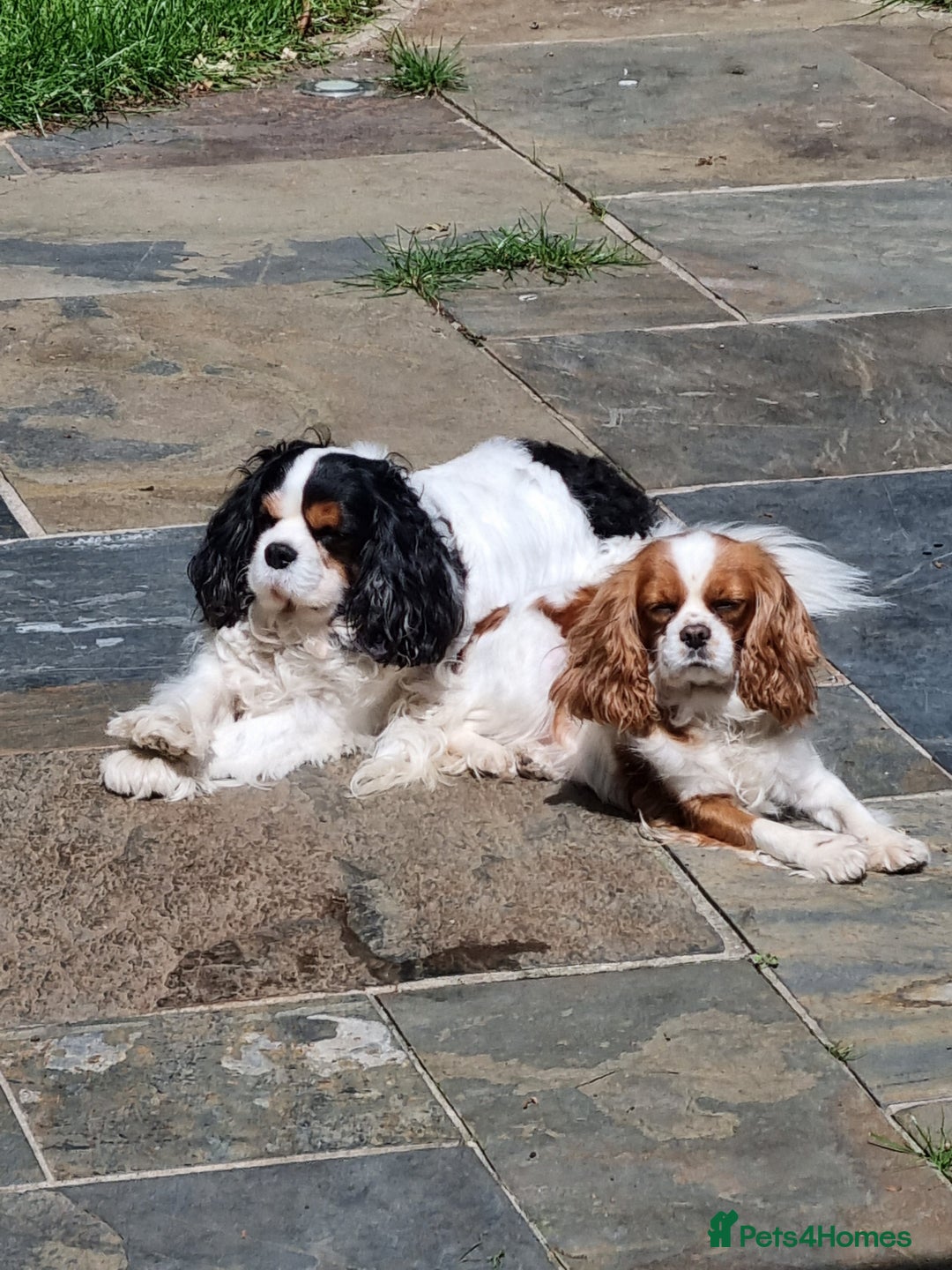 Cavalier King Charles Spaniel dogs for sale: Fabulous Cavalier King Charles Pups  - Image 3