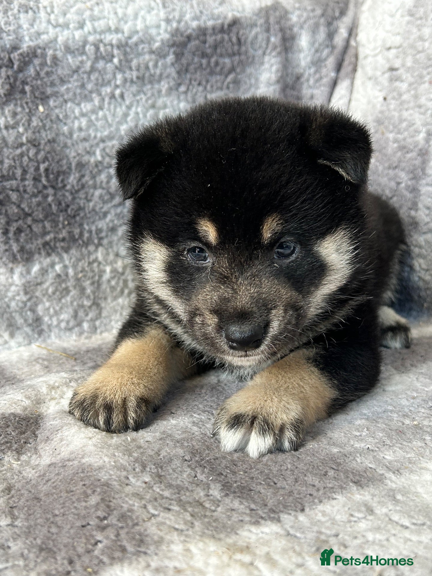 Japanese Shiba Inu dogs Stunning litter one boy three girls  - Advert 2