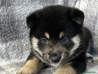 Japanese Shiba Inu dogs Stunning litter one boy three girls - Advert 2