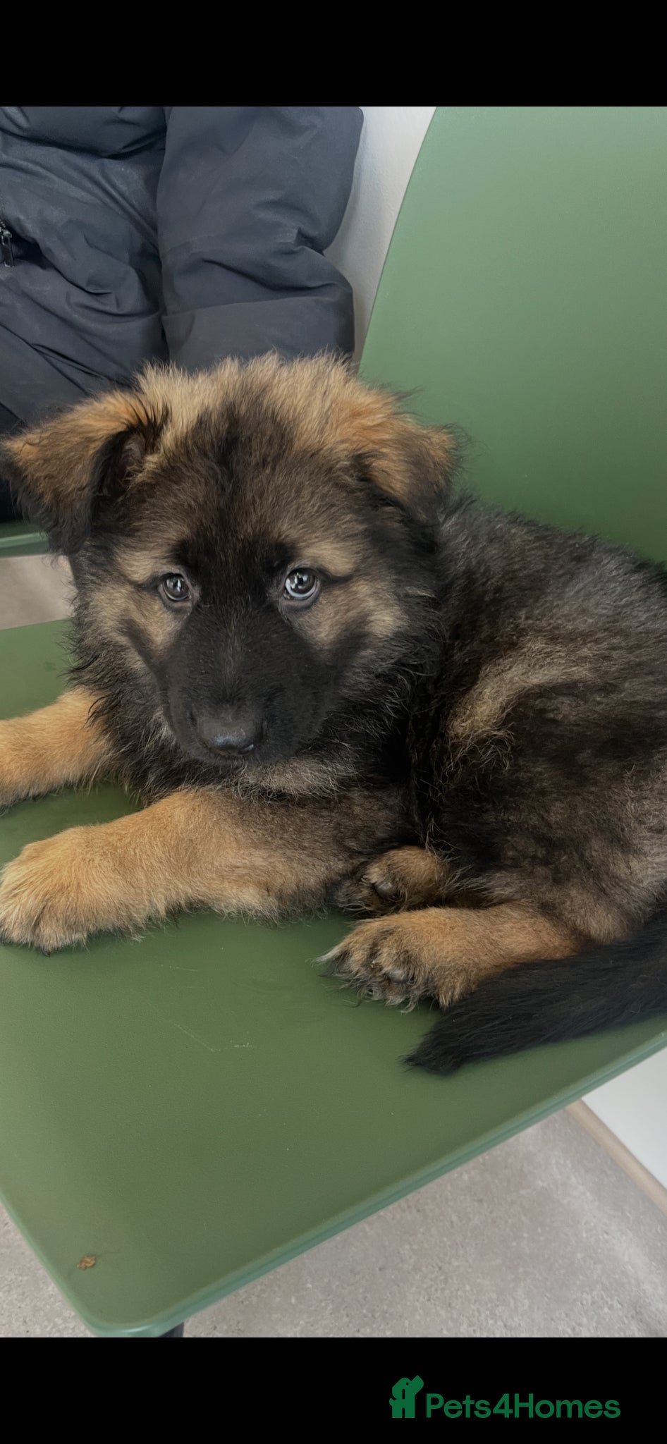 German Shepherd dogs German shepherd puppies - Advert 1