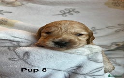 Cockapoo dogs for sale: Adorable Cocker Spaniel/Cockapoo Puppies - Image 33