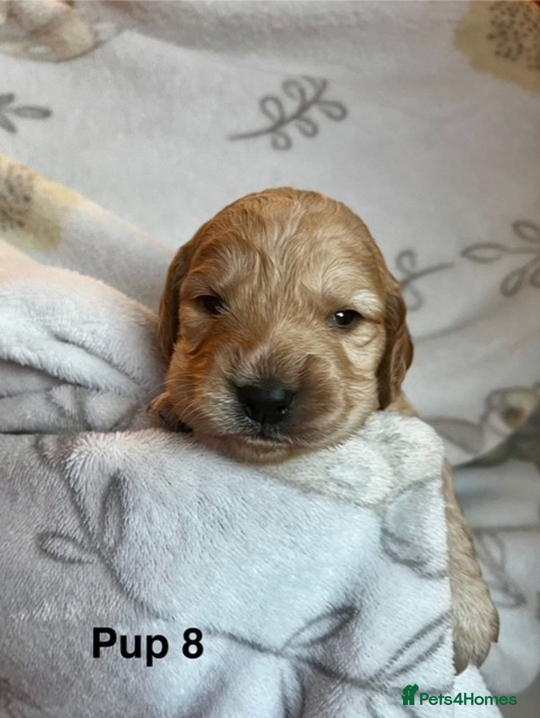 Cockapoo dogs for sale: Adorable Cocker Spaniel/Cockapoo Puppies - Image 33