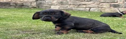 Dachshund dogs for sale: Wirehaired Dachshund standard KC registered £1350 - Advert 11