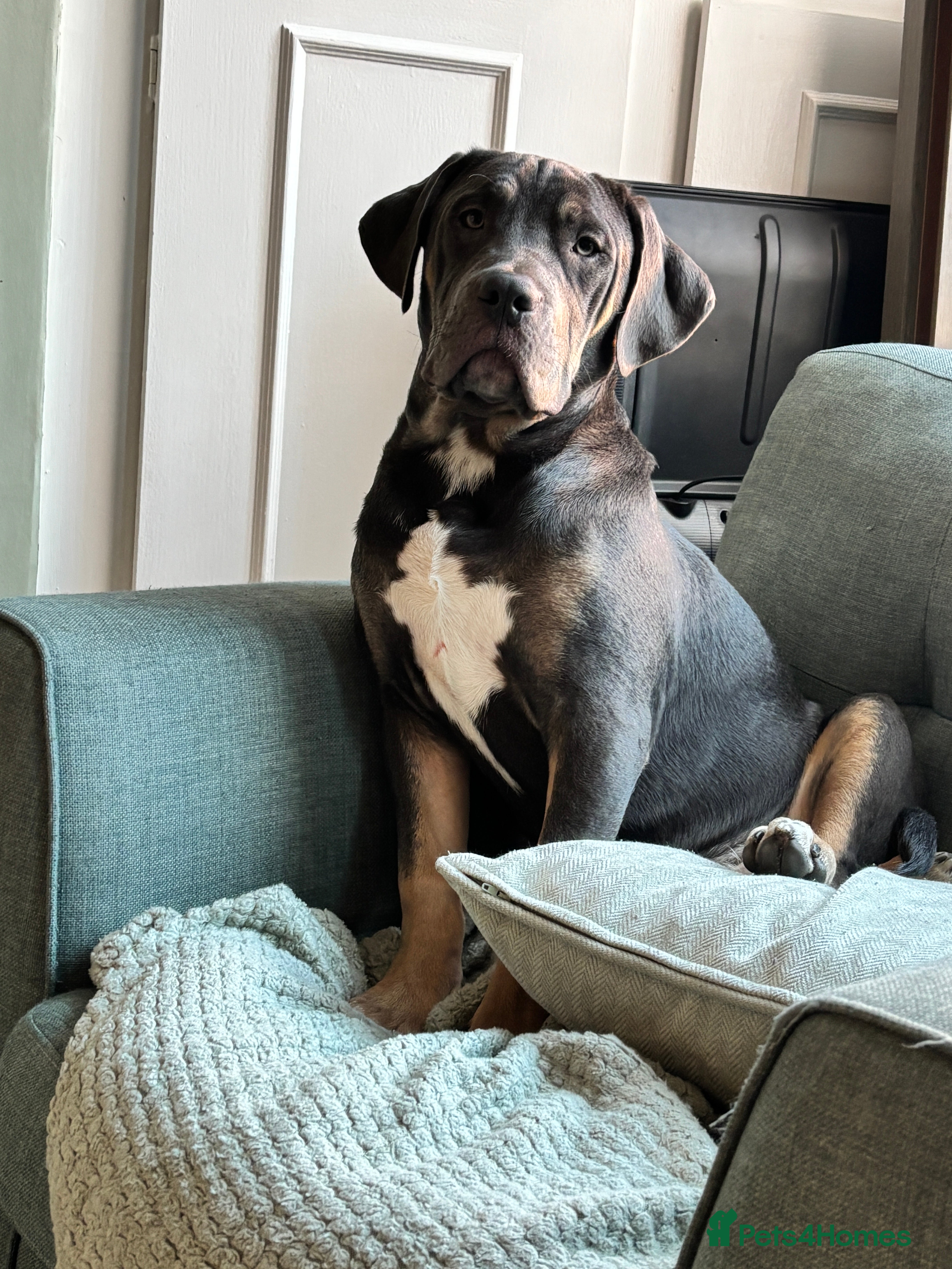 Cane Corso dogs Cane corso pup male - Advert 1