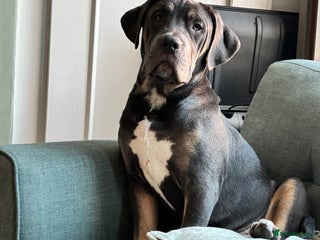 Cane Corso dogs Cane corso pup male - Advert 3