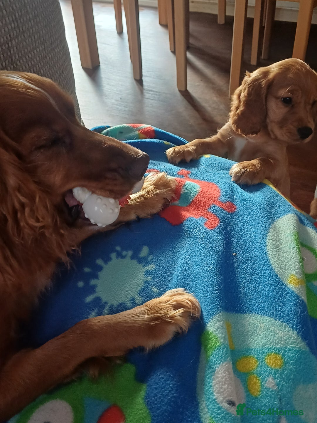 Cocker Spaniel dogs for sale: *Ready now*Stunning working cocker spaniel puppies - Image 19