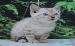 Bengal cats for sale: CUTE SNOW LYNX BENGAL KITTENS (TICA REG) - Image 2