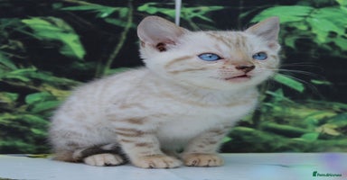 Bengal cats - Advert 3