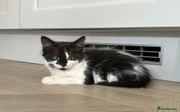 Mixed Breed cats for sale: Kitty - Image 1