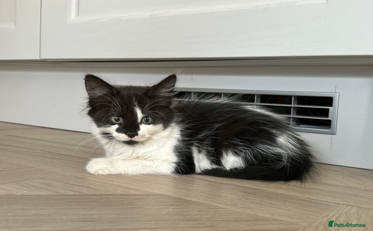 Mixed Breed cats - Advert 3