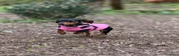 Miniature Dachshund dogs for sale: Silver Dapple Miniature Dachshund Girl - Advert 2