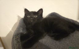 Mixed Breed cats for sale: 4 Kittens for sale  - Image 3