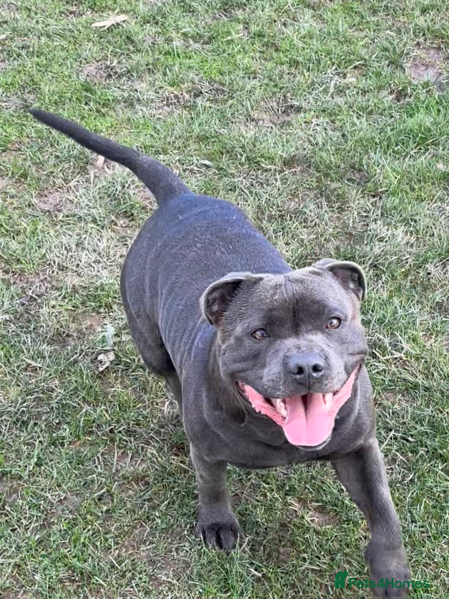 Staffordshire Bull Terrier dogs Amazing litter of staffy pups  - Advert 2