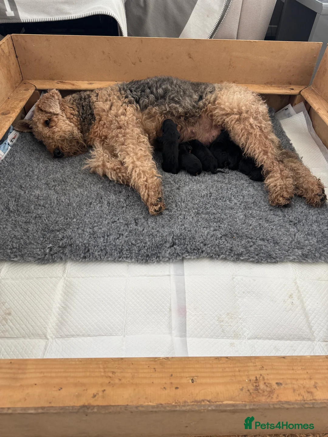 Airedale Terrier dogs for sale: Airedale pups  in Liverpool - Advert 8