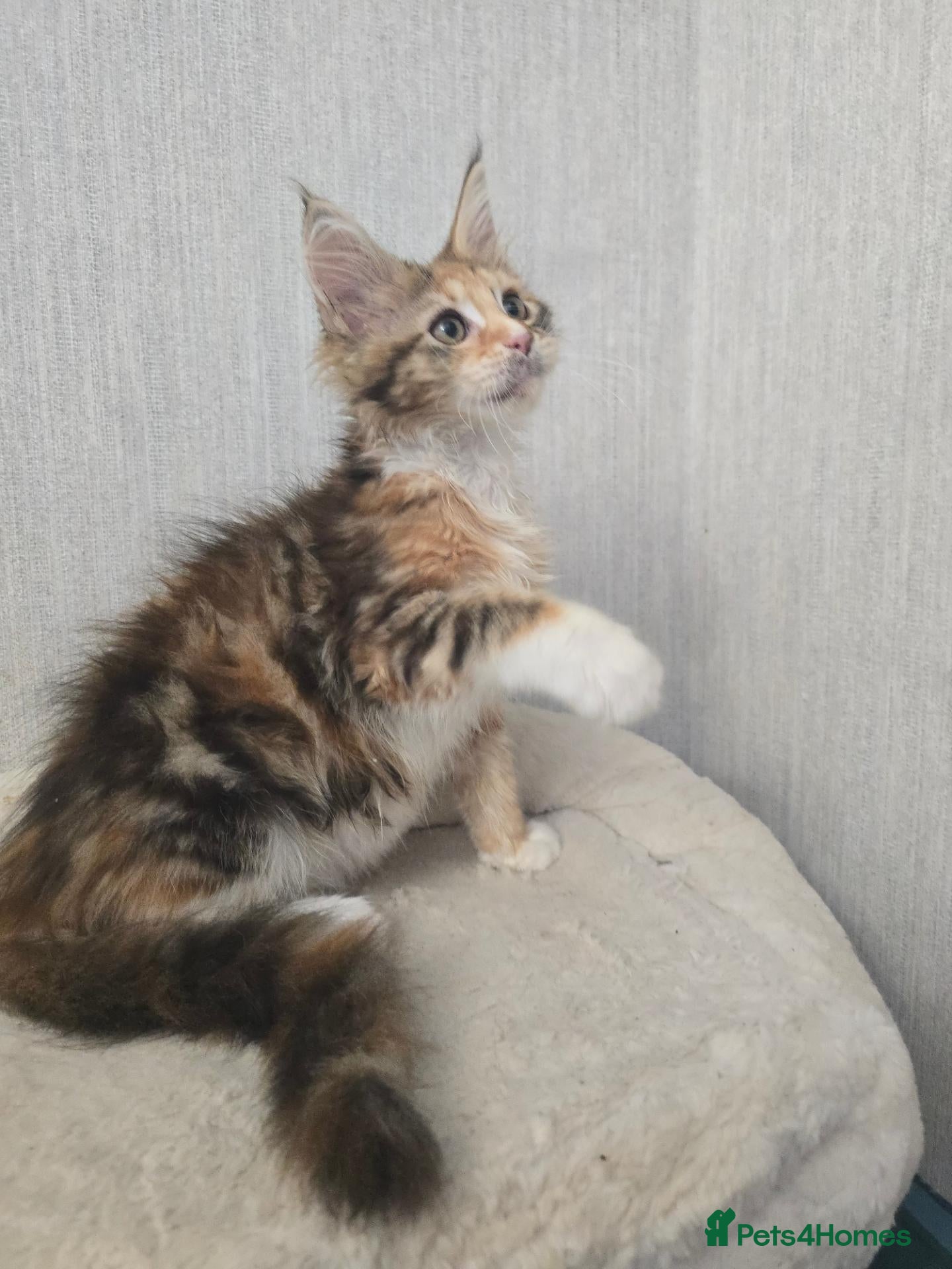Maine Coon cats Calico Maine Coon Kitten READY NOW - Advert 2