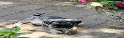 Pug dogs for sale: Adorable one of a kind. loving KCreg PUG puppies  - Advert 15