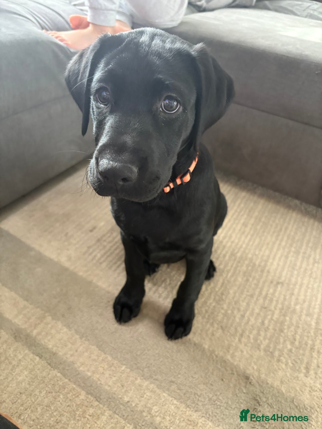 Labrador Retriever dogs for sale: 13 week old Labrador puppy  - Advert 6